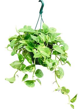 Эпипремнум Золотистый ампельный