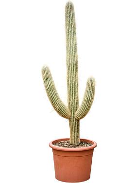 Эспостоа Шерстистая