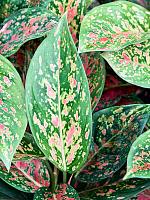 Аглаонема Ред Эмеральд H30 D13 см