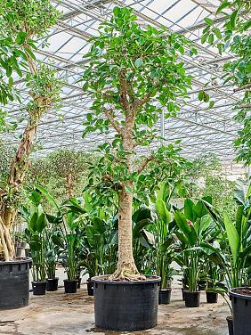 Фикус Альтиссимо