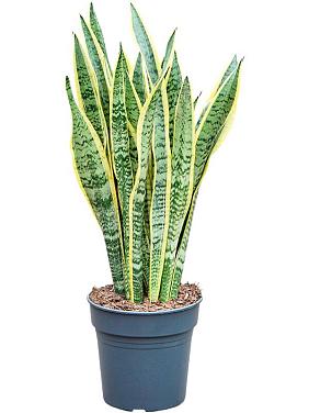 Сансевиерия Лауренти трехполосная
