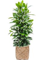 Фикус Циатистипула H165 D34 см