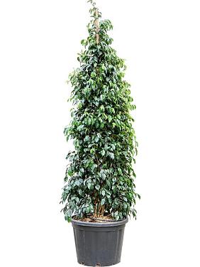 Фикус Бенджамина Даниэль