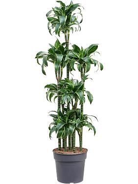 Драцена Фрагранс Дорадо карусель