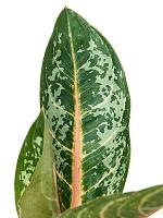 Аглаонема Оранж Флейм H40 D12 см