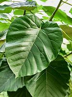 Фикус Умбеллата H310 D45 см