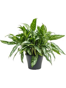 Аглаонема Сильвер Квин Аглаонема Сильвер Квин