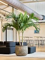 Вейтчия Мерилли (Адонидия) 2 ствола H265 D35 см