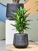 Драцена Фрагранс Чинто разветвленная H70 D21 см