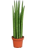 Сансевиерия Цилиндрика Спайк H50 D14 см