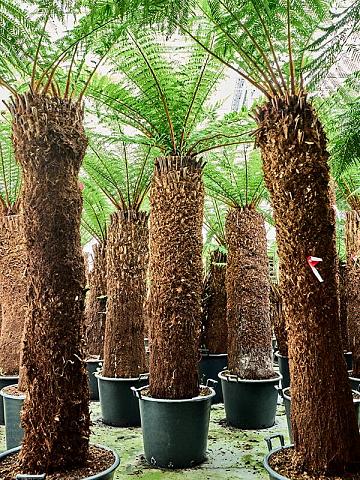 Диксония антарктическая Диксония антарктическая