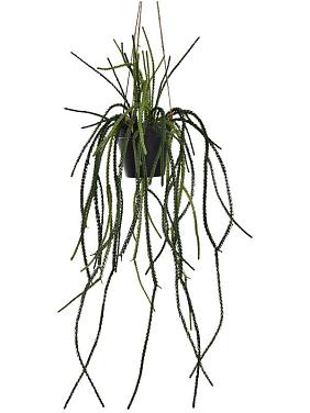 Ликоподиум ампельный в подвесном горшке искусственный