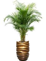 Арека Хризалидокарпус (Дипсис желтоватый) H130 D24 см