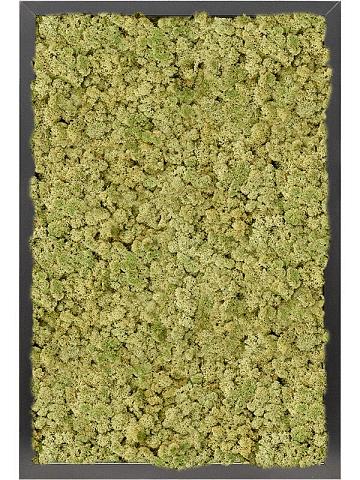 Картина из мха mdf ral 9005 satin gloss 100% reindeer moss (old green)