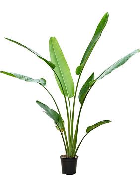 Равенала Мадагаскарская Равенала Мадагаскарская