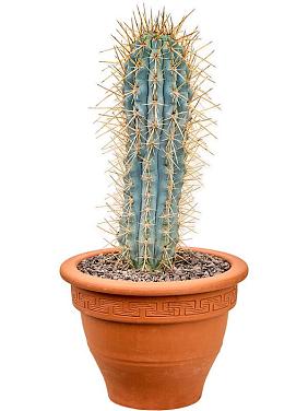 Браунингия Хертлинга Браунингия Хертлинга