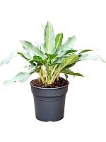 Аглаонема Призрак H50 D24 см