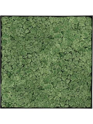 Картина из мха nova frame anthracite-concrete 100% reindeer moss (moss green) Картина из мха nova frame anthracite-concrete 100% reindeer moss (moss green)