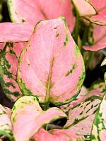 Аглаонема Ред Циркон H8 D6 см