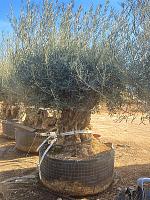 Оливковое дерево (Олива европейская) H310 D125 см