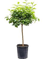 Лимонное дерево H160 D38 см
