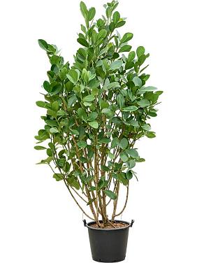 Клузия Росеа