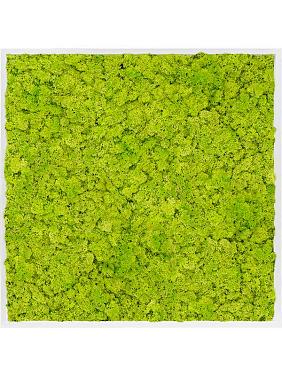 Картина из мха mdf ral 9010 satin gloss 100% reindeer moss (spring green) Картина из мха mdf ral 9010 satin gloss 100% reindeer moss (spring green)