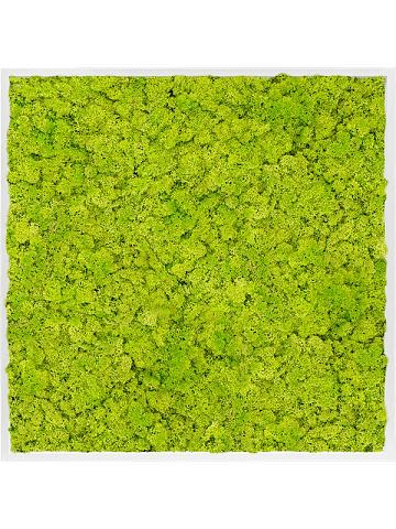 Картина из мха mdf ral 9010 satin gloss 100% reindeer moss (spring green) Картина из мха mdf ral 9010 satin gloss 100% reindeer moss (spring green)