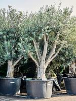 Оливковое дерево (Олива европейская) H275 D100 см