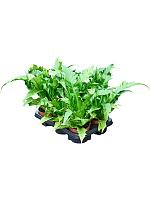 Асплениум Антикум H20 D12 см