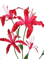 Ликорис лучистый искусственный H90 см