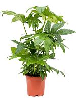 Фатсия Японская H90 D21 см