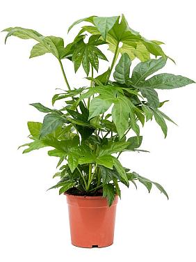 Фатсия Японская Фатсия Японская