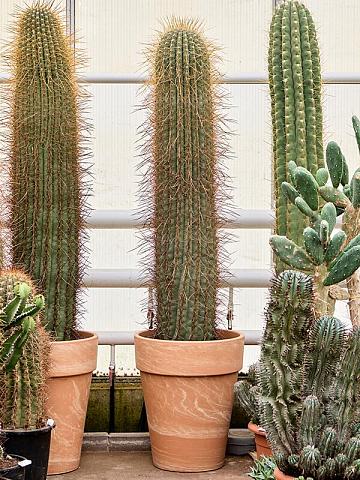 Трихоцереус Пасакана Трихоцереус Пасакана