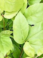 Шеффлера Голден Амате H30 D12 см