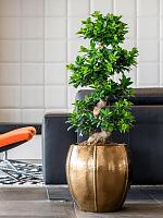 Кашпо Moda emperor gold D43 H43 см