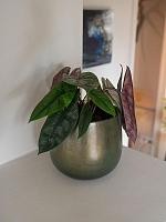 Кашпо Esra pot shiny green D18 H16 см