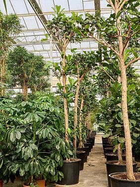 Фикус Лирата