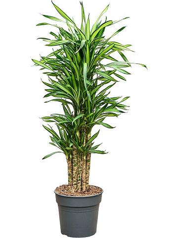 Драцена Фрагранс Рики разветвленная Драцена Фрагранс Рики разветвленная