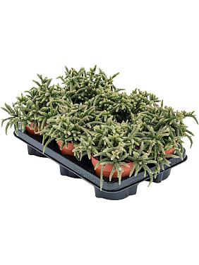 Рипсалис Хоррида Рипсалис Хоррида