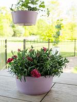 Кашпо Palermo bowl lavender D27 H12 см Кашпо Palermo bowl lavender D27 H12 см