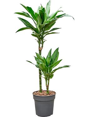 Драцена Фрагранс Джанет Линд Голд 2 ствола