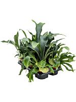 Платицериум Бифуркатум оленерогий H50 D12 см