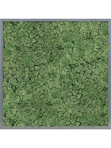 Картина из мха mdf ral 7016 satin gloss 100% reindeer moss (moss green) Картина из мха mdf ral 7016 satin gloss 100% reindeer moss (moss green)