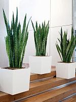 Кашпо Baq ecoline rise regular cube L22 W22 H22 см