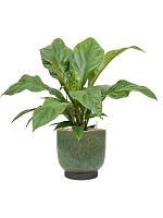 Антуриум Джангл Буш H50 D21 см