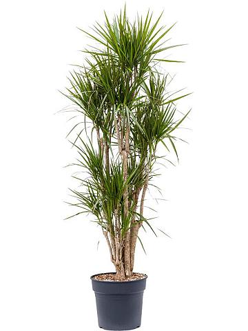 Драцена Маргината окаймленная разветвленная Драцена Маргината окаймленная разветвленная