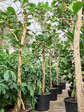 Фикус Лирата разветвленный