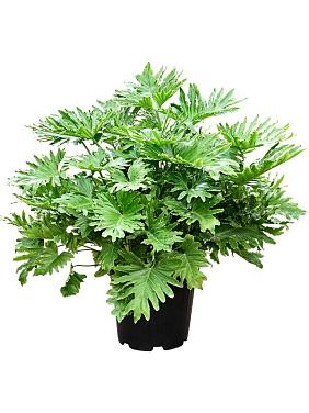 Филодендрон Селло