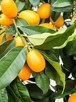 Цитрофортунелла Кумкват H160 D38 см